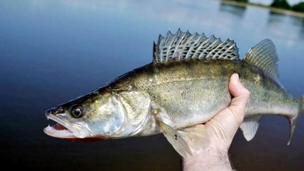 Чи корисний судак: досліджуємо користь споживання риби для здоров’я