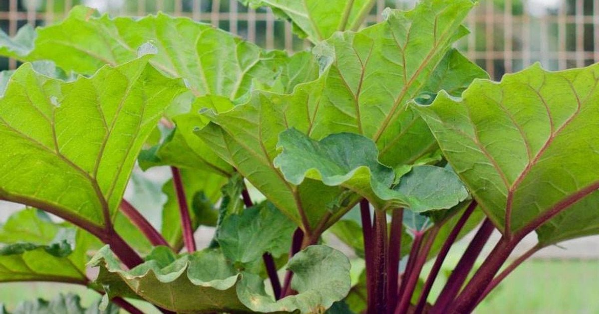 Ревінь користь і шкода: у чому користь та які можливі ризики?