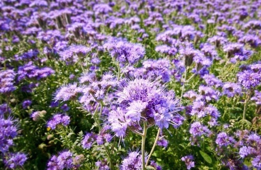 Фацелія: користь і шкода рослини для саду та довкілля