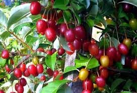 Гумі: користь і шкода для здоров’я – необхідно знати кожному!