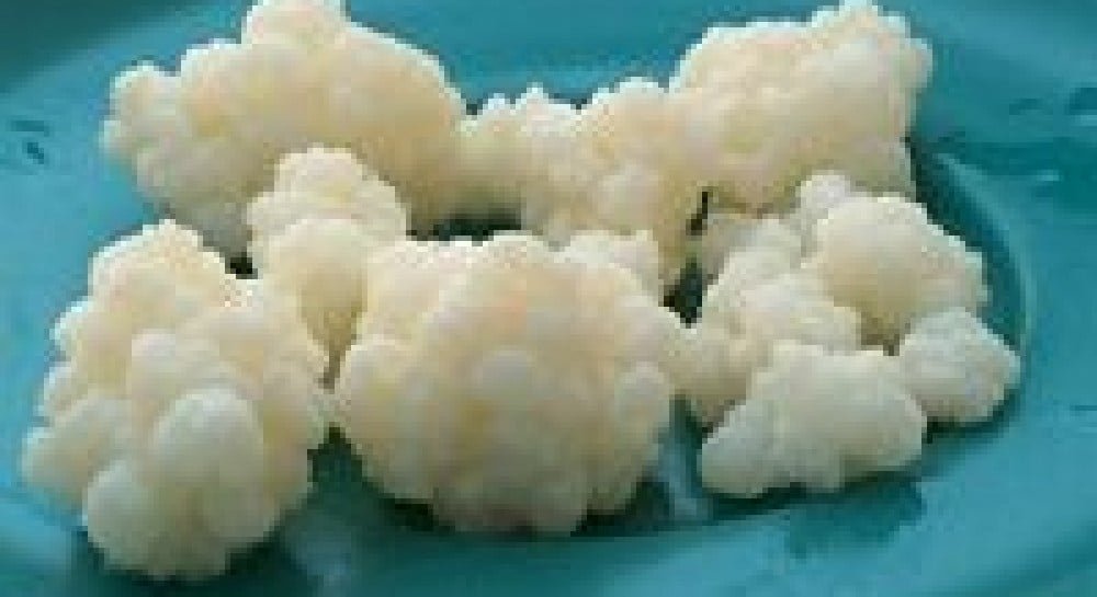 Яка користь молочного гриба: ключові переваги та властивості