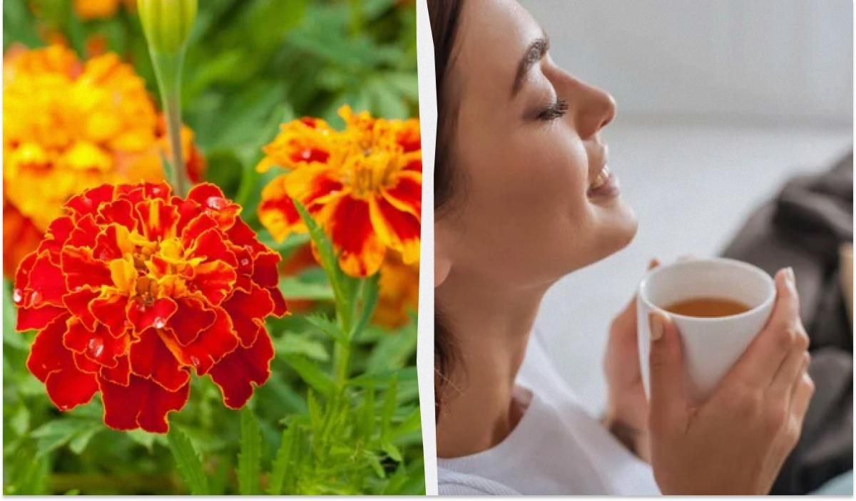 Чорнобривці: користь і шкода для здоров’я та догляду за садом