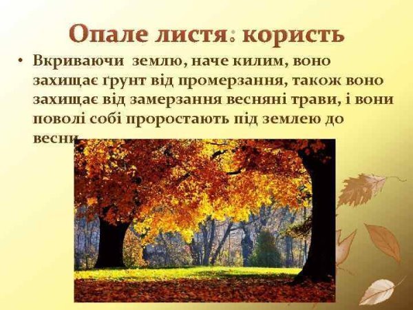 Опале листя: користь чи шкода для вашого саду та довкілля?