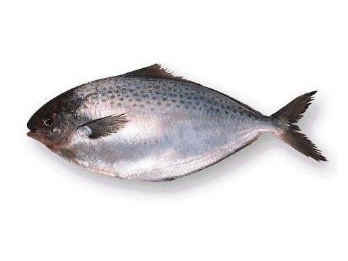 Яка користь риби масляної: властивості та склад для здоров’я?