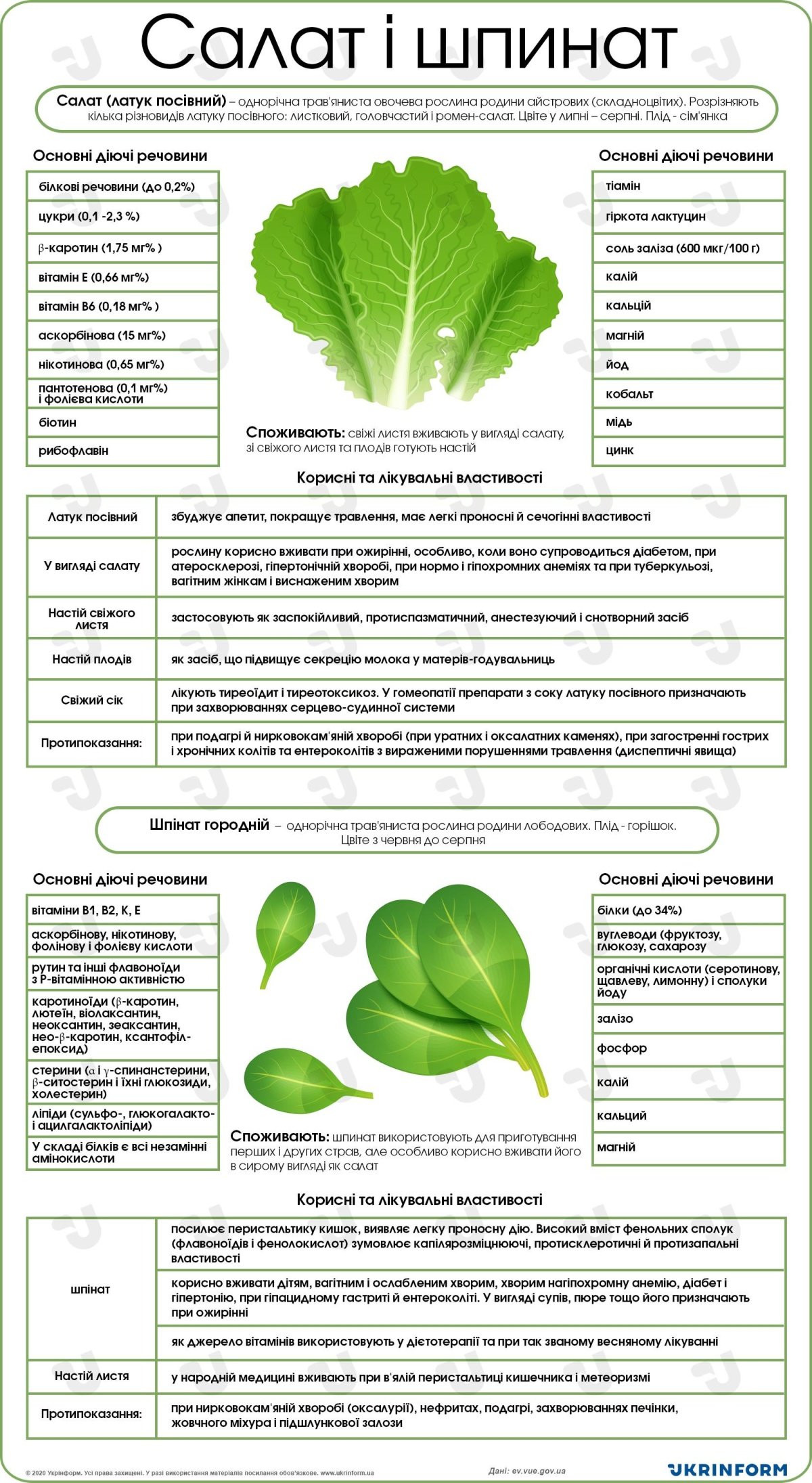 Чому листя салату корисне: основні переваги для здоров’я