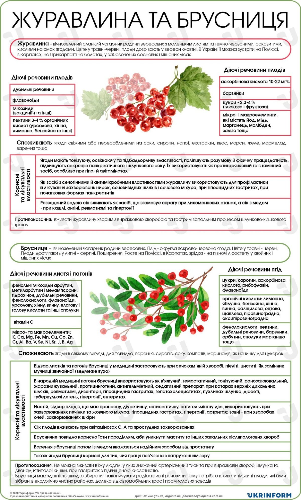 Чим корисна брусниця: найважливіші властивості для вашого здоров’я