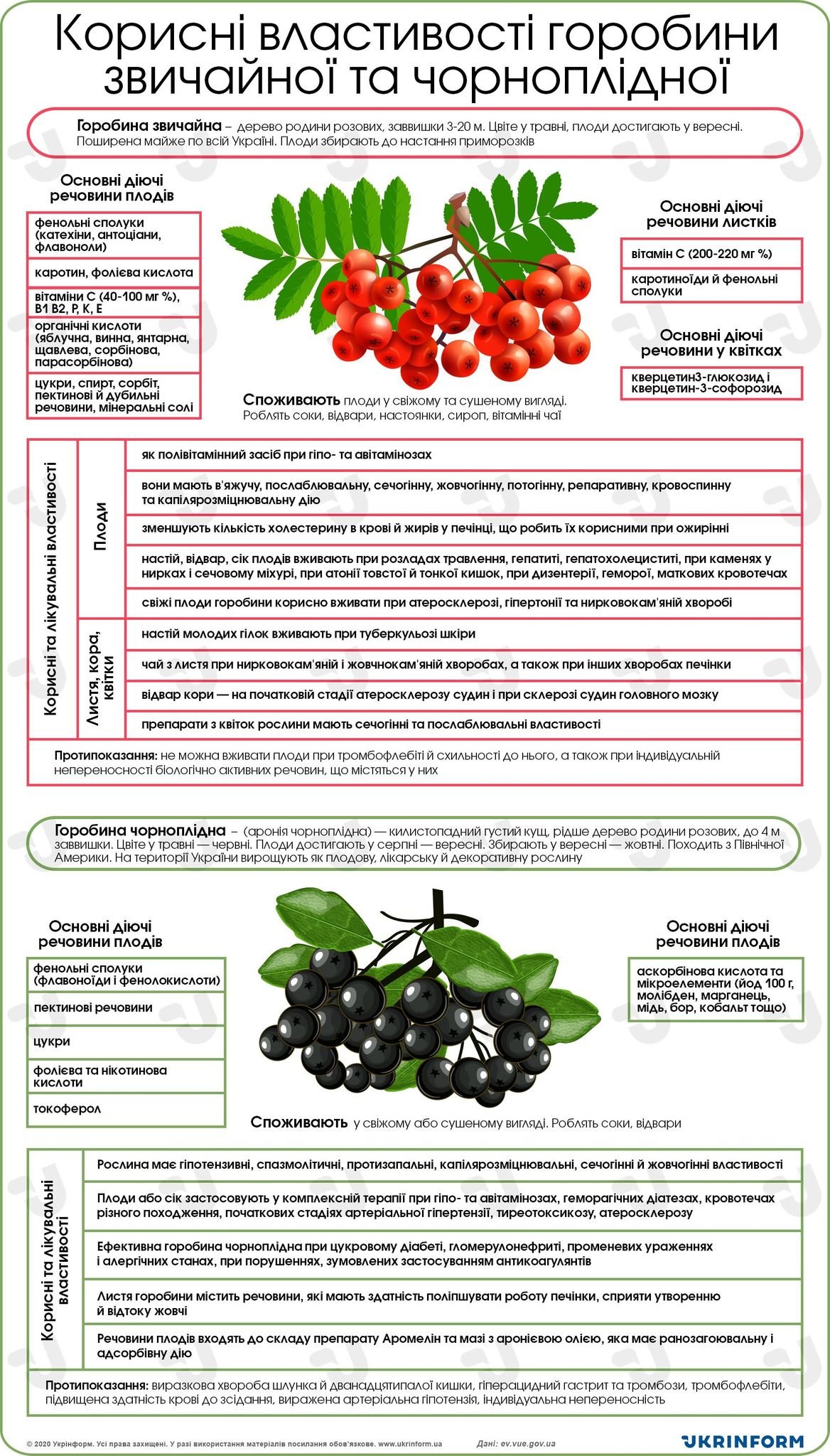 Червона горобина: користь і шкода для здоров’я та організму?