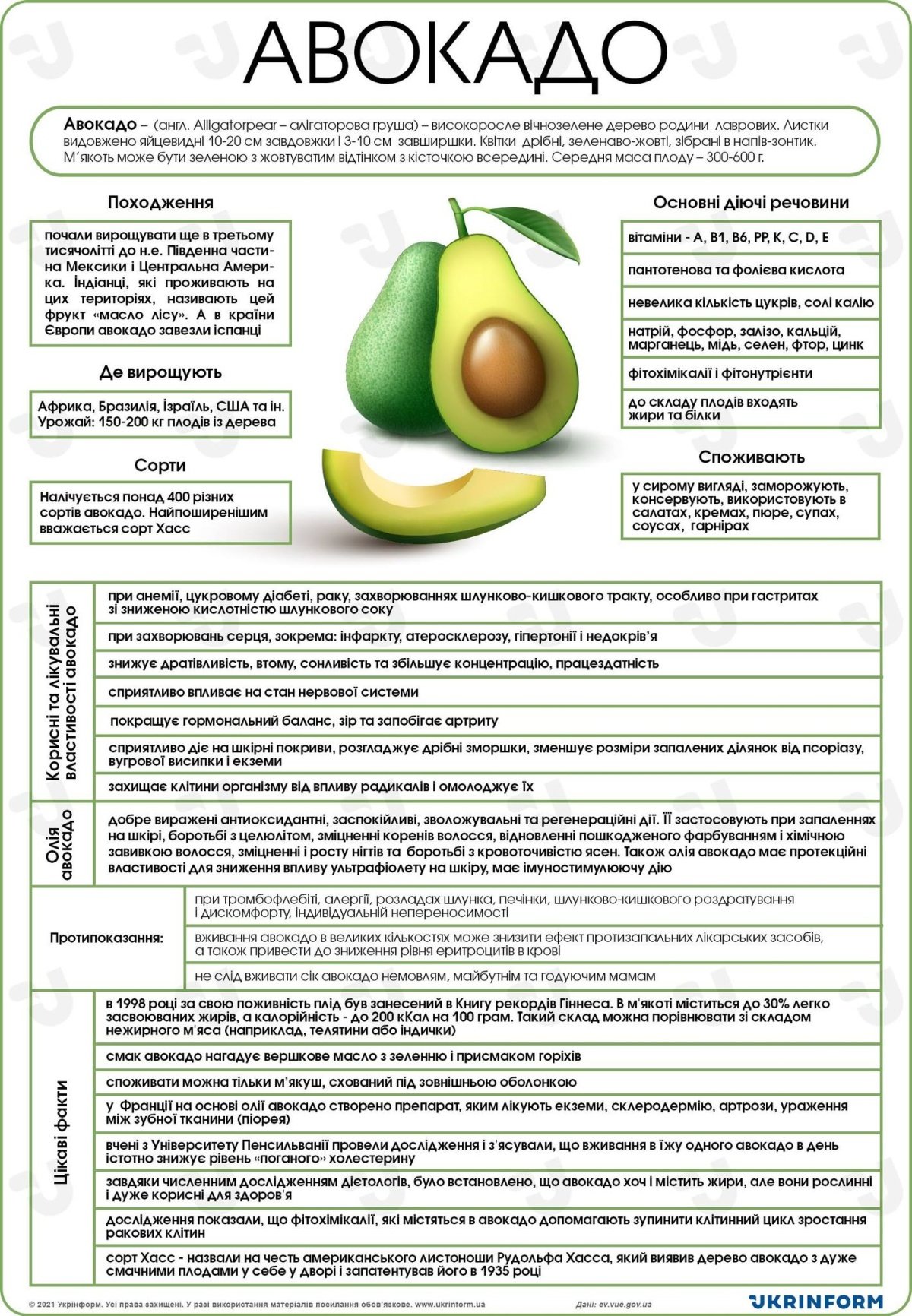 Як олія авокадо може покращити ваше здоров’я та самопочуття?