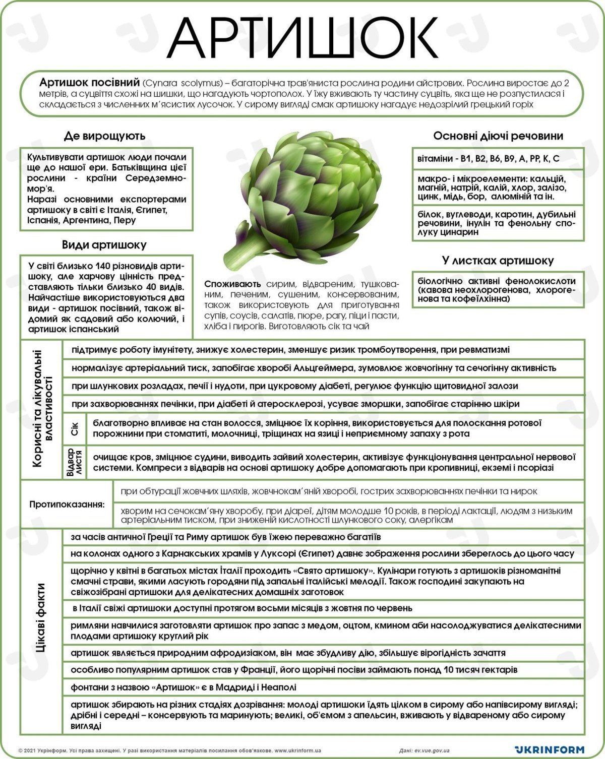 Як артишок приносить користь вашому здоров’ю: основні переваги