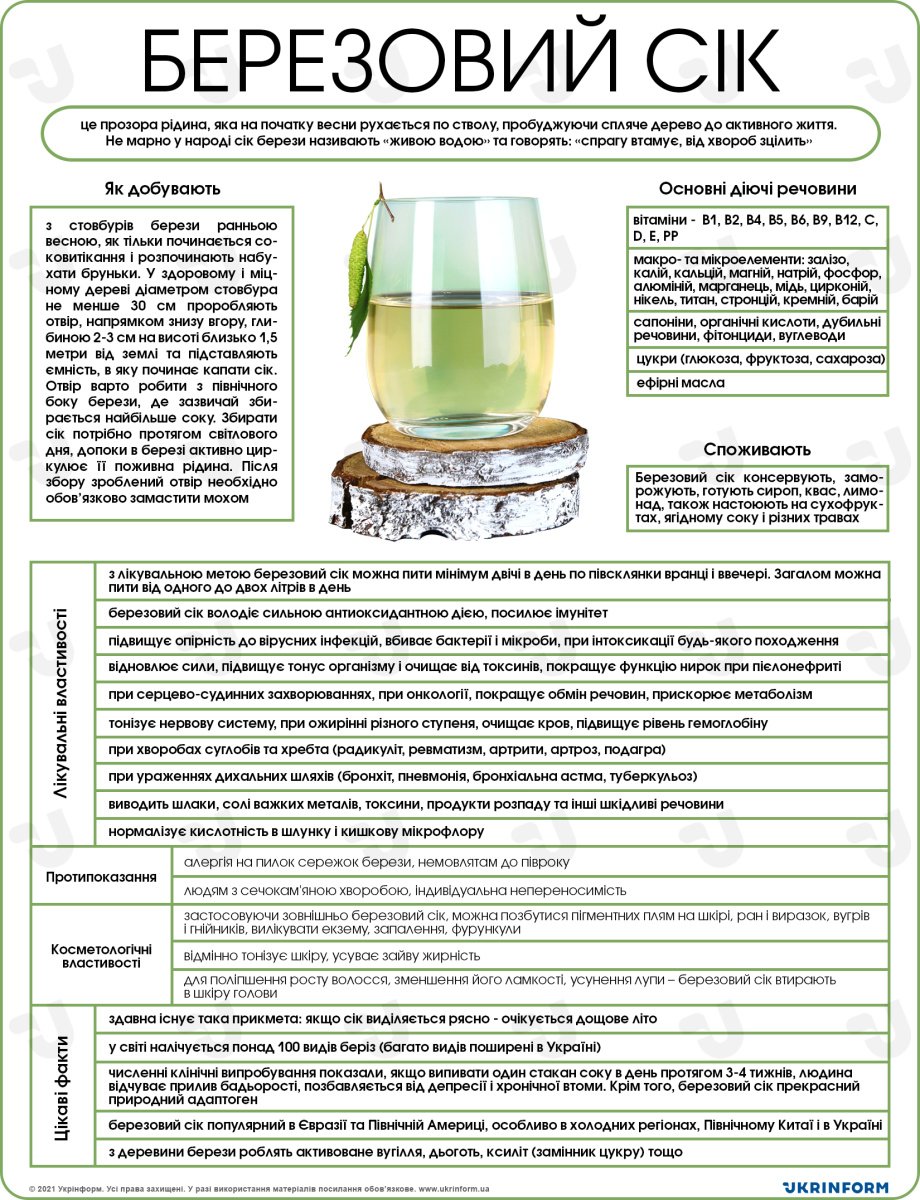 Березовий сік: аналіз користі та шкідливості для здоров’я.