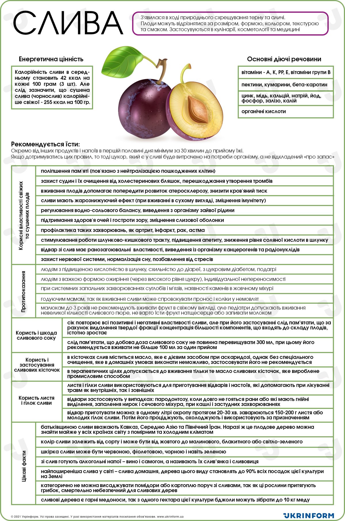 Чи корисні сливи? Відкриваємо користь і шкоду для здоров’я
