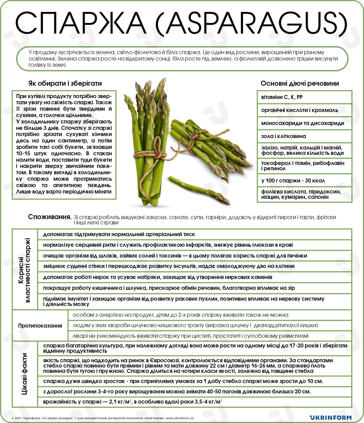 Користь та шкода спаржі: найважливіші аспекти для здоров’я