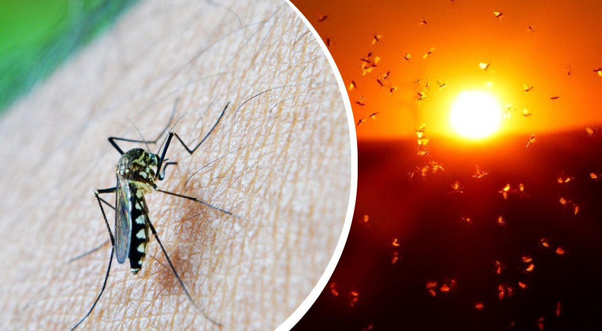 Яка користь від комарів: екосистемна роль та вплив на природу