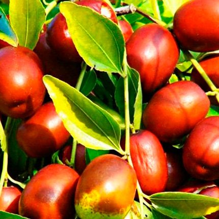 Як зізіфус приносить користь здоров’ю: огляд властивостей та переваг