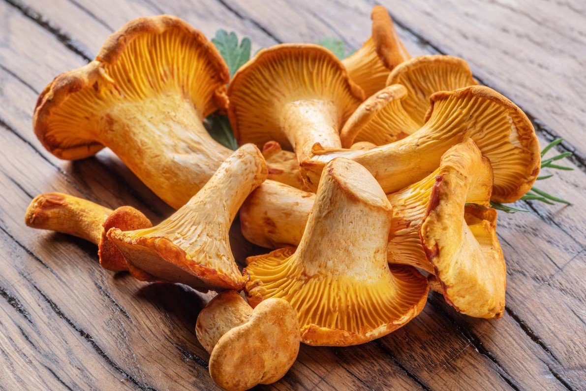 Чи корисні гриби лисички: вивчаємо користь і можливу шкоду