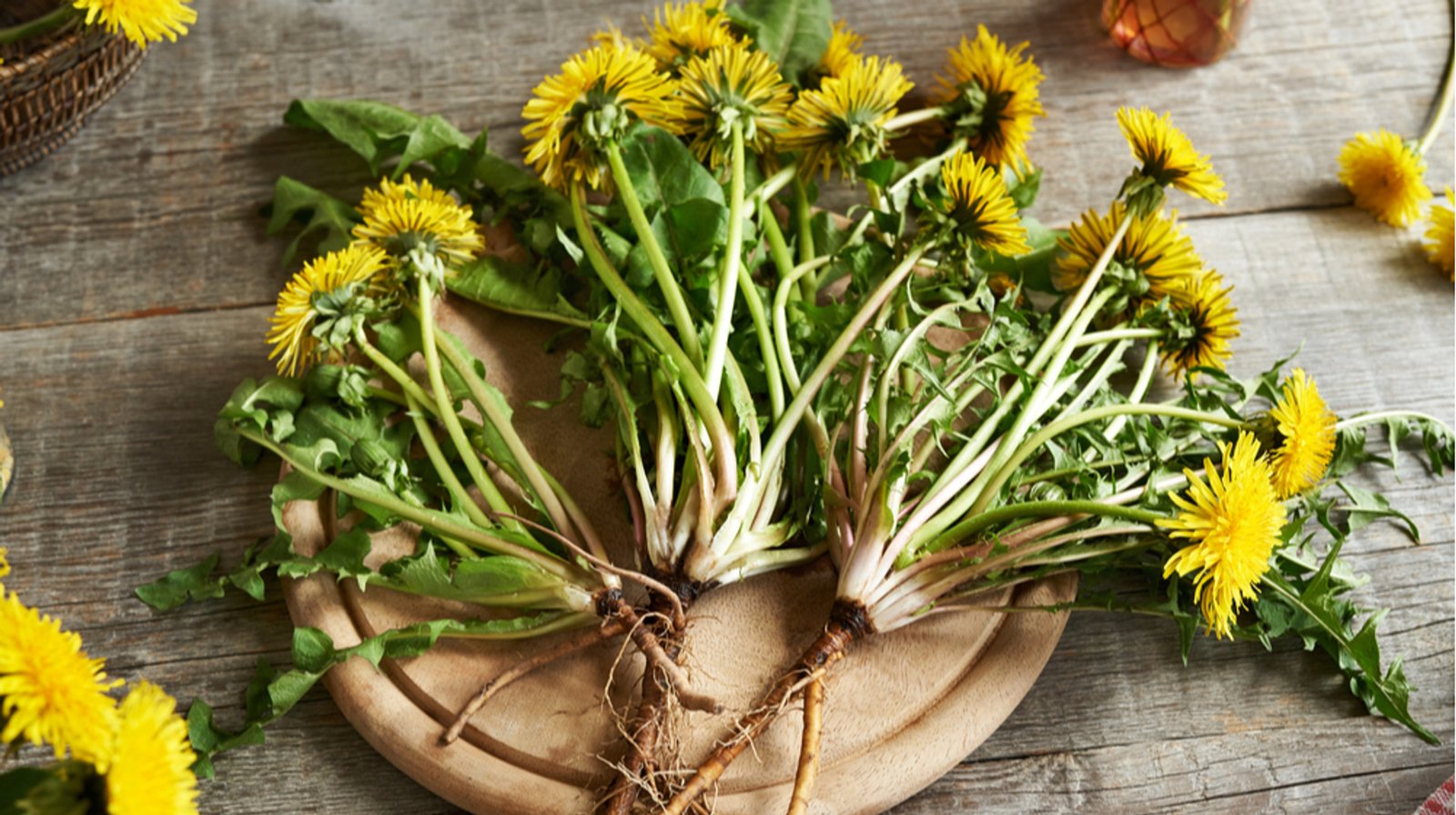 Як кульбаба приносить користь здоров’ю: основні переваги рослини