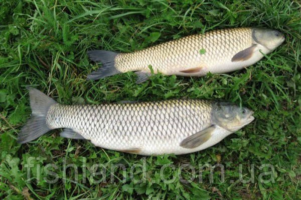 Білий амур: користь для здоров’я та чому варто додати в раціон?