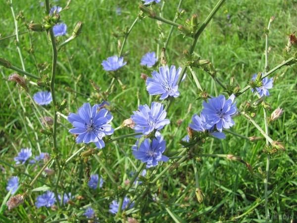 Квіти цикорію: корисні властивості та переваги для здоров’я