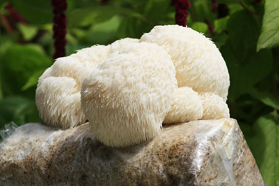 Чим корисний їжовик гребінчастий для здоров’я: основні переваги?