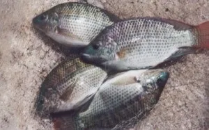 Тілапія: користь і шкода. Чи варто включати в свій раціон?