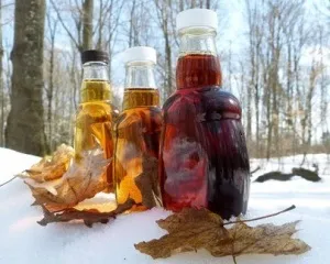 Кленовий сік: користь і шкода для здоров’я та чи варто вживати?