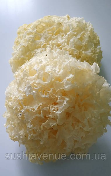 Кораловий гриб користь: Які переваги для здоров’я ви отримаєте?