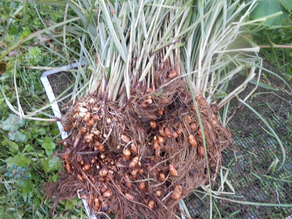 У чому користь чуфи? Розкриття користі цього цінного горіха