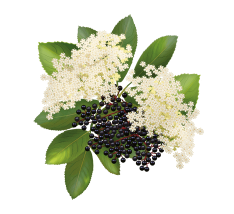 Чай з бузини: користь для здоров’я та чому обрати цей напій?