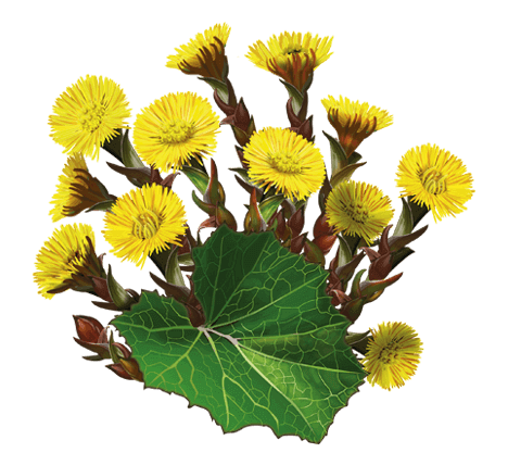 Чим корисна мати-й-мачуха: користь і шкода для вашого здоров’я