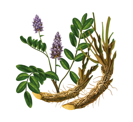 Корінь солодки: яку користь і шкоду може принести здоров’ю?