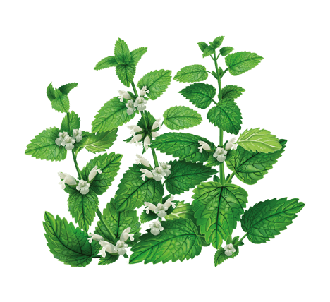 Яка користь чаю з меліси для вашого здоров’я?