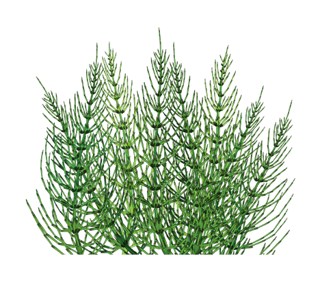 Якщо ми оптимізуємо заголовок для пошукової системи Google, варто зробити його інформативним і таким, який привертає увагу. Ось один із можливих варіантів:

Хвощ польовий: користь і шкода для здоров’я – що важливо знати?