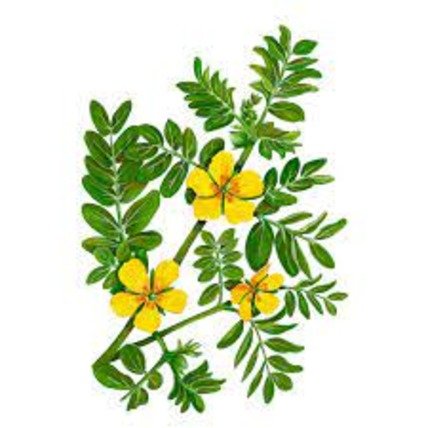 Якірці сланкі: користь і шкода для здоров’я та застосування