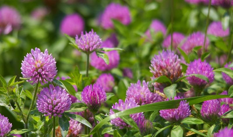 Конюшина: користь і шкода – Дізнайтеся більше про її вплив на здоров’я