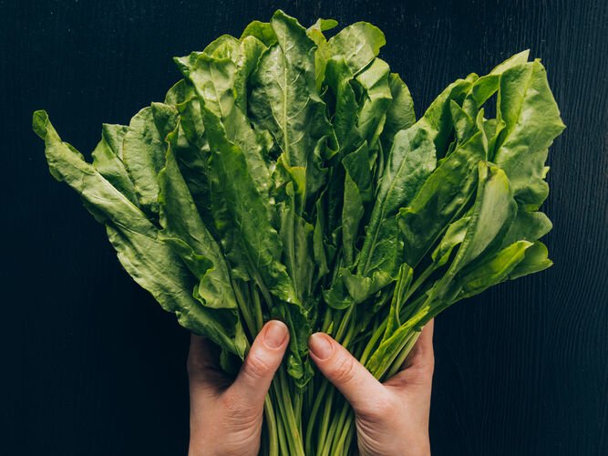 Щавель: користь і шкода для здоров’я – які нюанси знати?