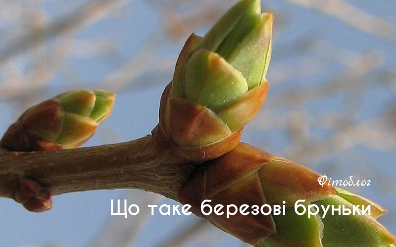 Березові бруньки: користь і шкода для здоров’я та приготування