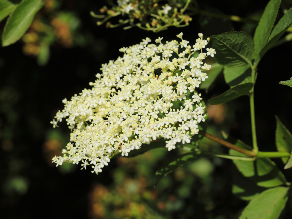 Бузина користь: Які переваги для здоров’я надає ця рослина?