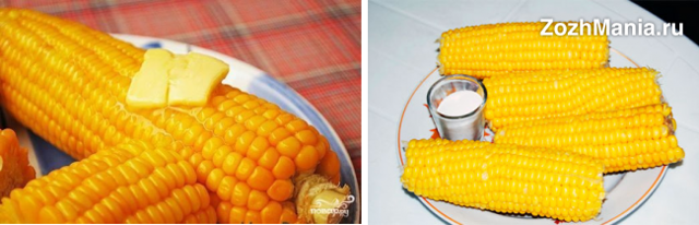 Варена кукурудза: користь і шкода для вашого здоров’я та організму