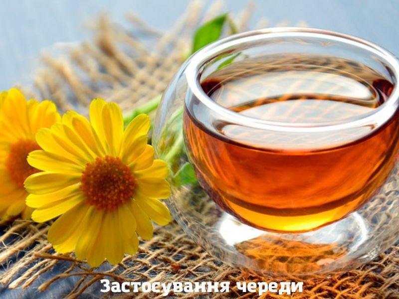 Користь чаю з череди: основні переваги для вашого здоров’я