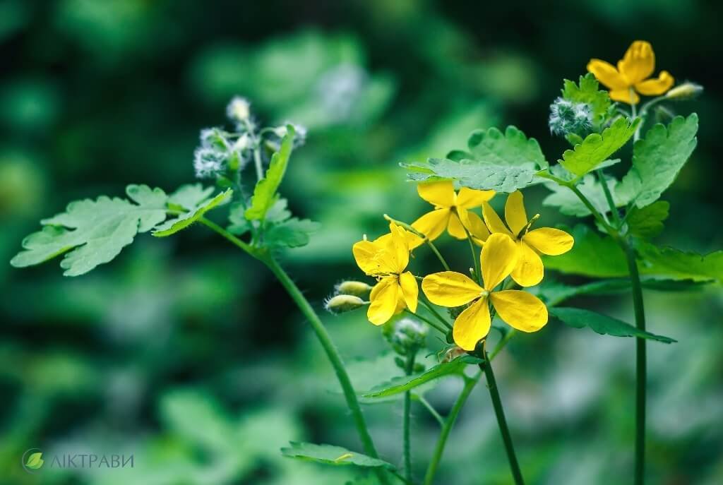 Чистотіл: в чому користь і шкода цієї рослини для здоров’я?