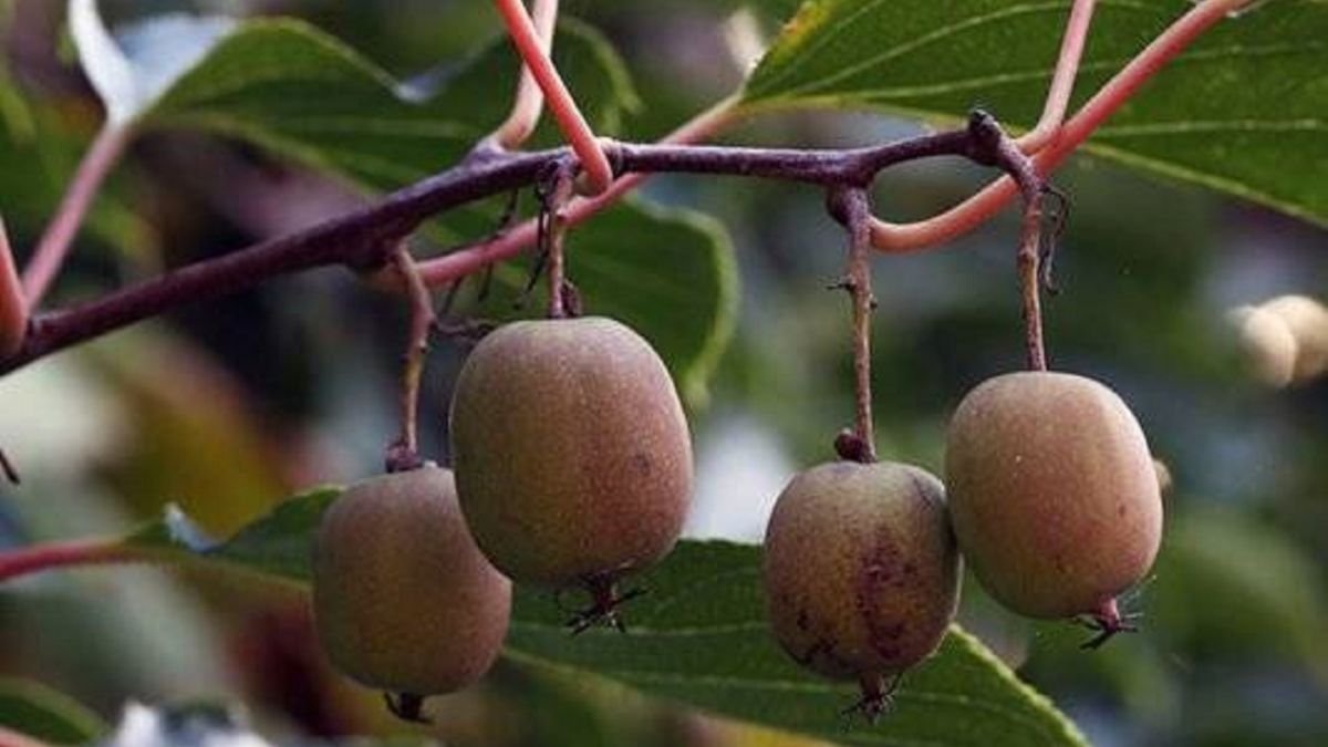 Які корисні властивості актинідії і чому варто включити її в раціон?