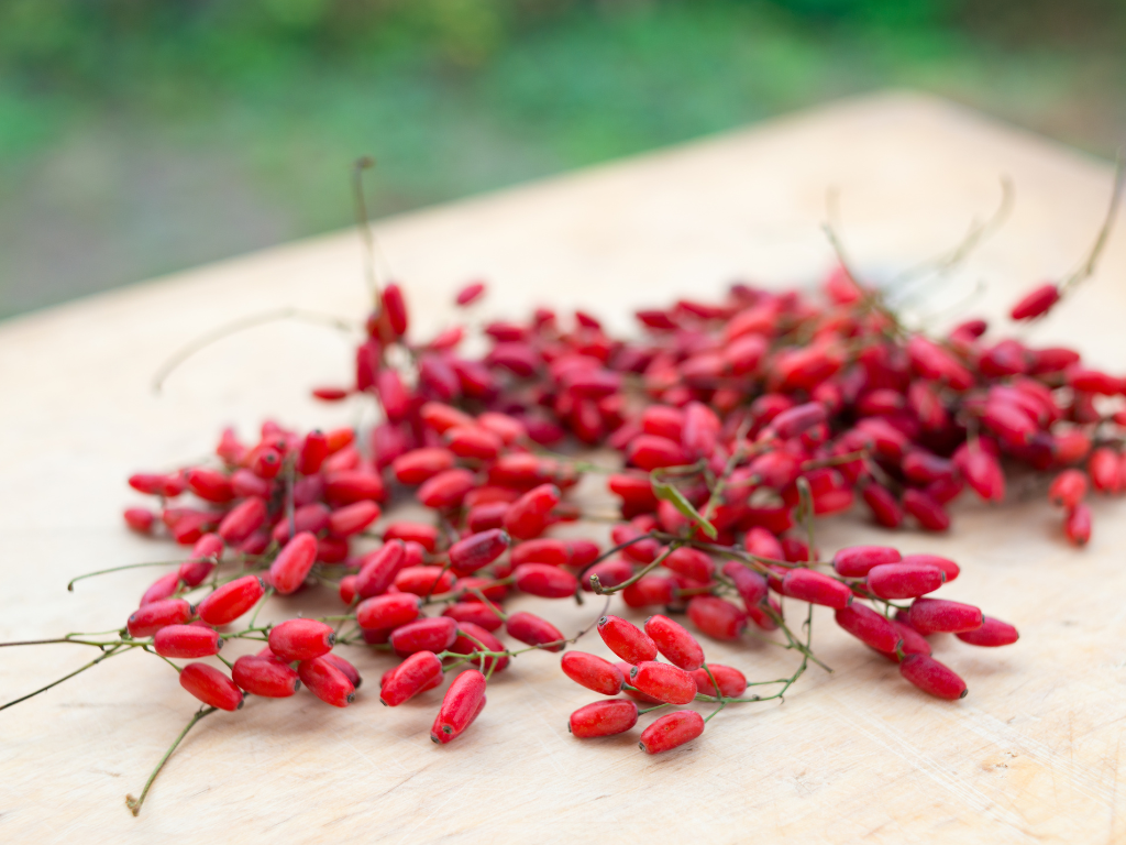 Яка користь барбарису для здоров’я: основні переваги ягоди?