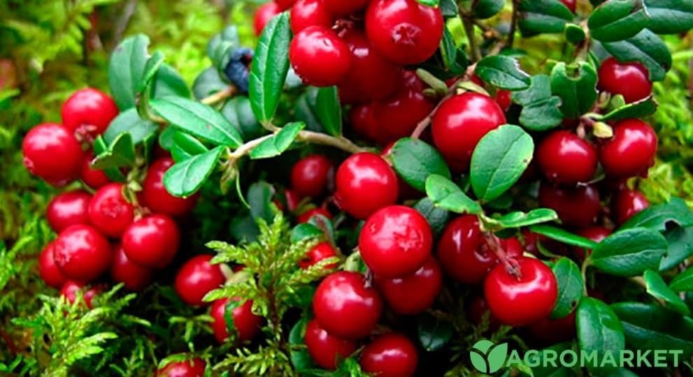 Як чай з журавлини користь приносить здоров’ю? Дізнайтеся більше!