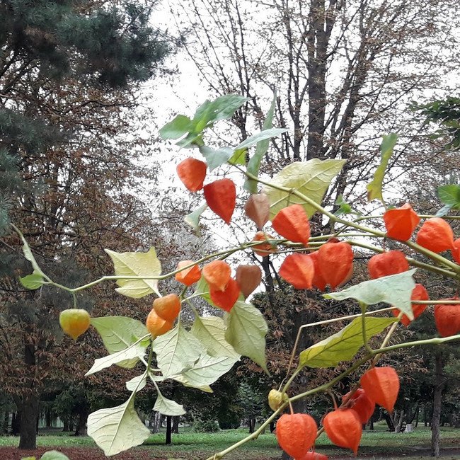 Яка користь фізалісу для здоров’я: ключові переваги цього плоду?