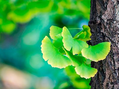 Гінкго білоба: користь, шкода та вплив на здоров’я людини
