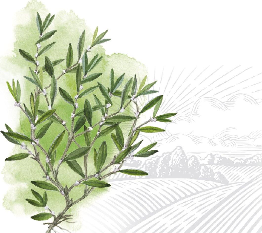 Чи приносить спориш користь чи шкоду? Розбираємось у деталях!