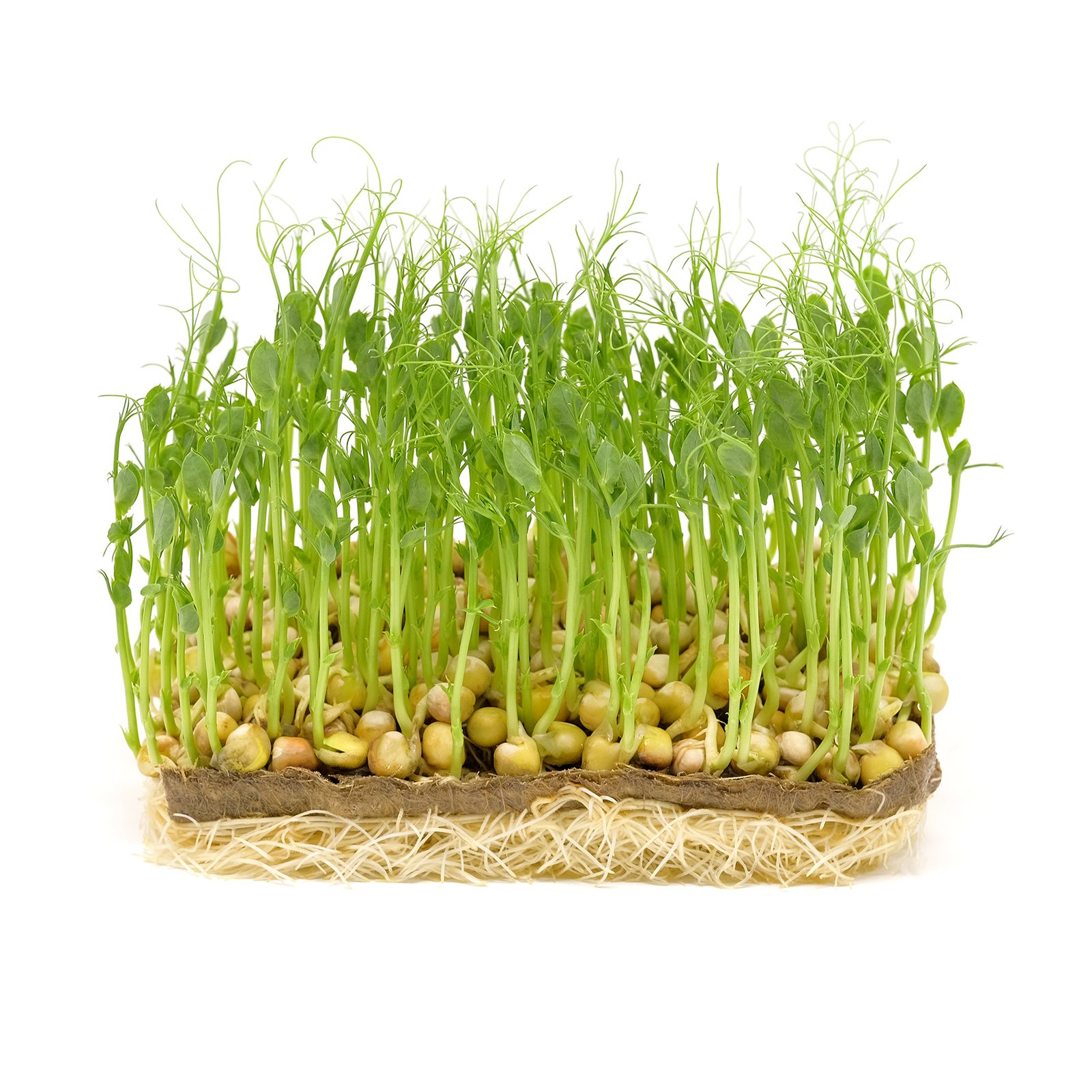 Паростки гороху: користь для здоров’я та чому їх варто вживати