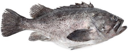 Морський окунь: користь для здоров’я і поживні властивості?