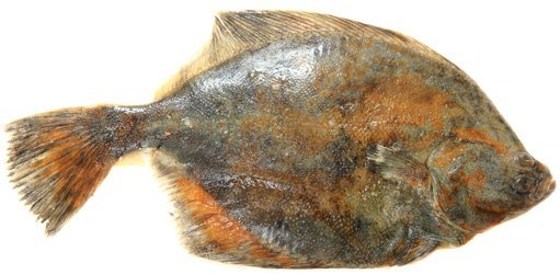 Палтус риба користь: Які переваги має цей морський делікатес?