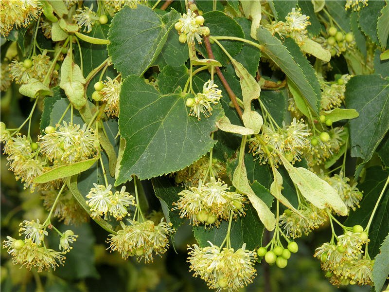 Цвіт липи: користь і шкода для здоров’я – що варто знати?